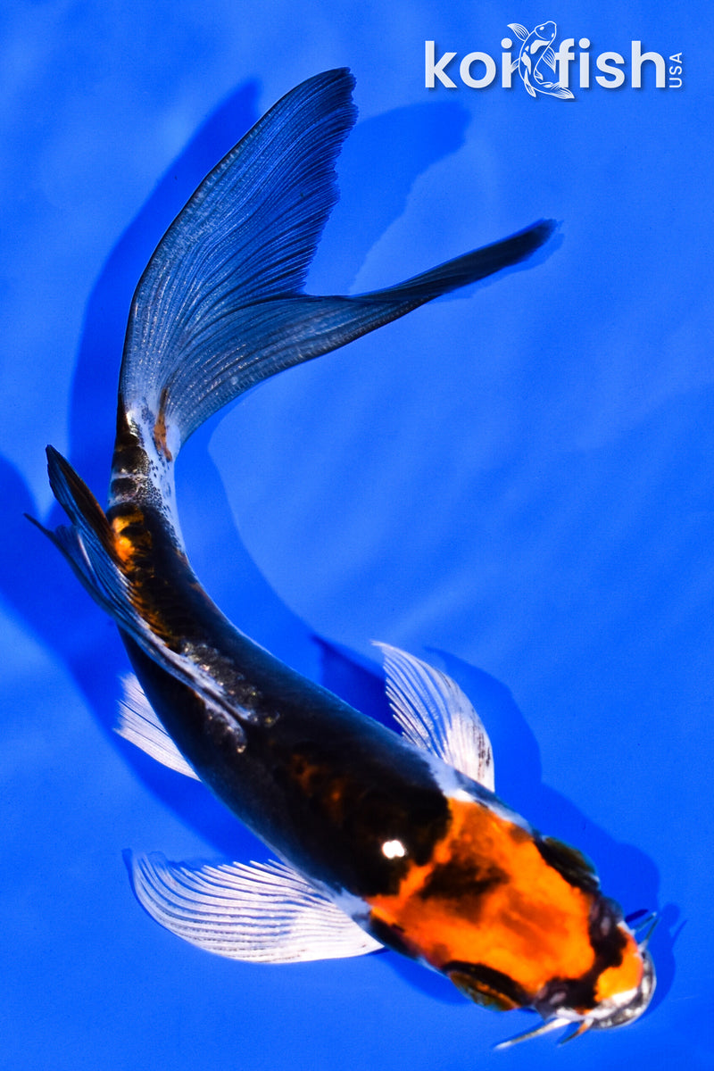 5.25" BENI KIKOKURYU BUTTERFLY