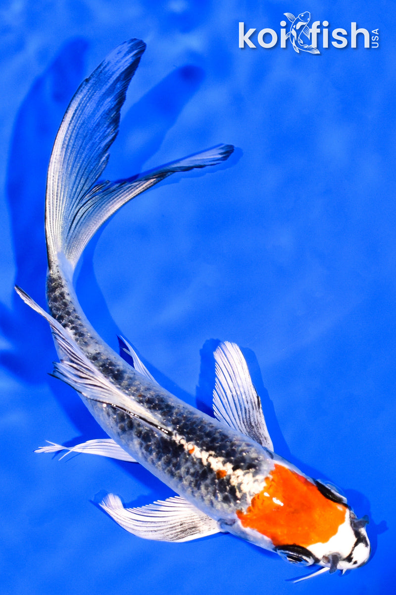 6" MARUTEN KUJAKU BUTTERFLY