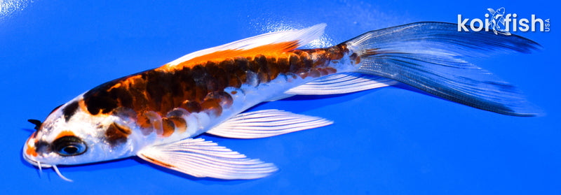 5.5" ARAGOKE BENI KIKOKURYU BUTTERFLY