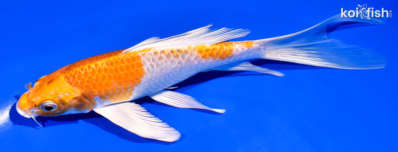 7" HARIWAKE BUTTERFLY