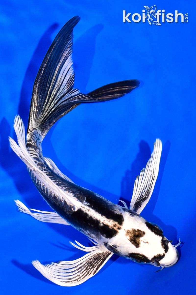 7" KIKOKURYU BUTTERFLY