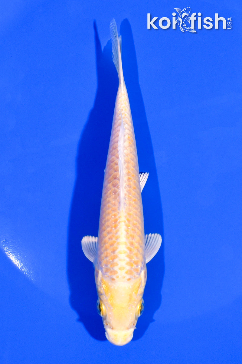 5.25" YAMABUKI OGON