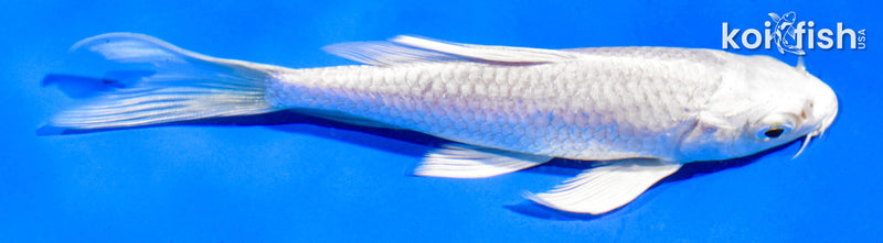 5" PLATINUM OGON BUTTERFLY