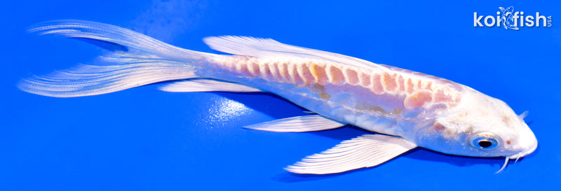 5.75" ARAGOKE HARIWAKE BUTTERFLY