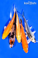PACK OF (5) 3-4" MIXED STANDARD KOI