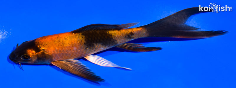 5.75" KIN HI UTSURI BUTTERFLY