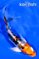 5" HEISEI NISHIKI BUTTERFLY