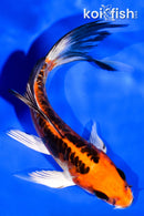 5.25" BENI KIKOKURYU BUTTERFLY