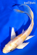 7" HARIWAKE BUTTERFLY