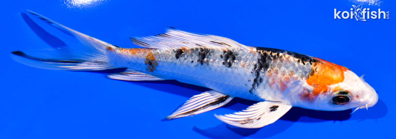 5.5" YAMATO NISHIKI BUTTERFLY