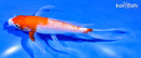 6" KOHAKU BUTTERFLY