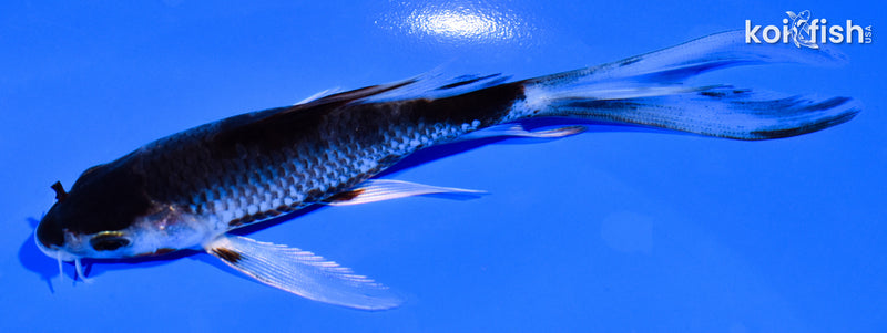 5.25" GOSHIKI BUTTERFLY