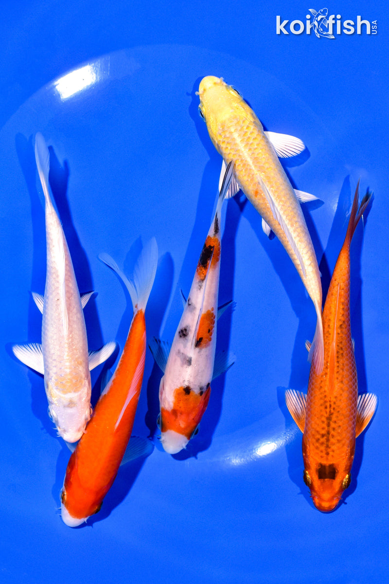 PACK OF (5) 4-5" STANDARD KOI