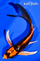 5.25" DOITSU ORENJI MATSUBA BUTTERFLY