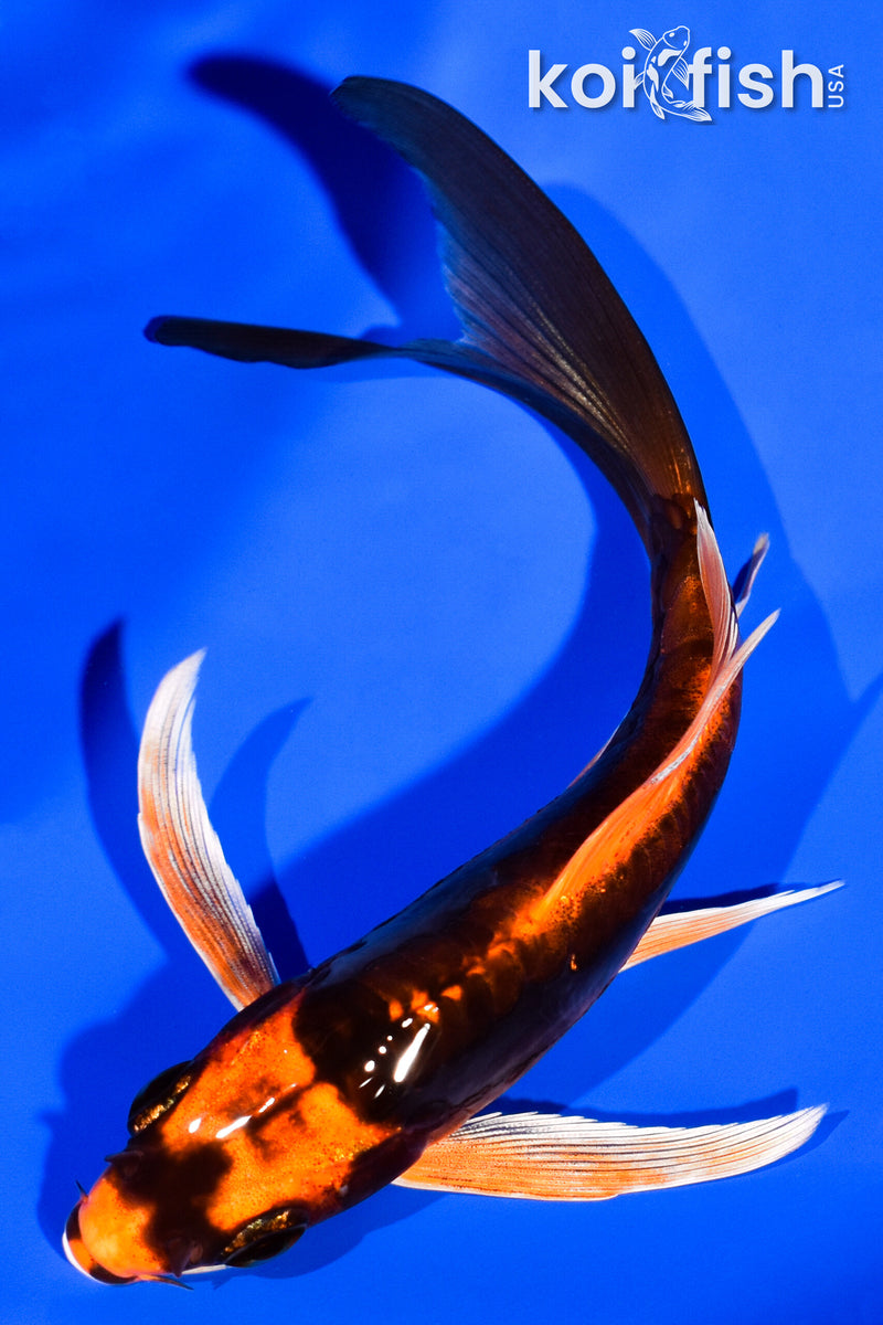 5.25" DOITSU ORENJI MATSUBA BUTTERFLY