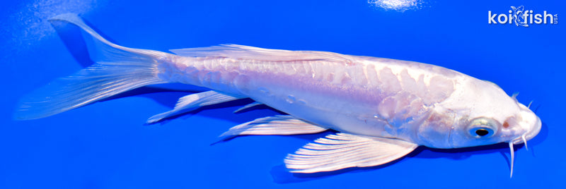 7.25" ARAGOKE PLATINUM OGON BUTTERFLY