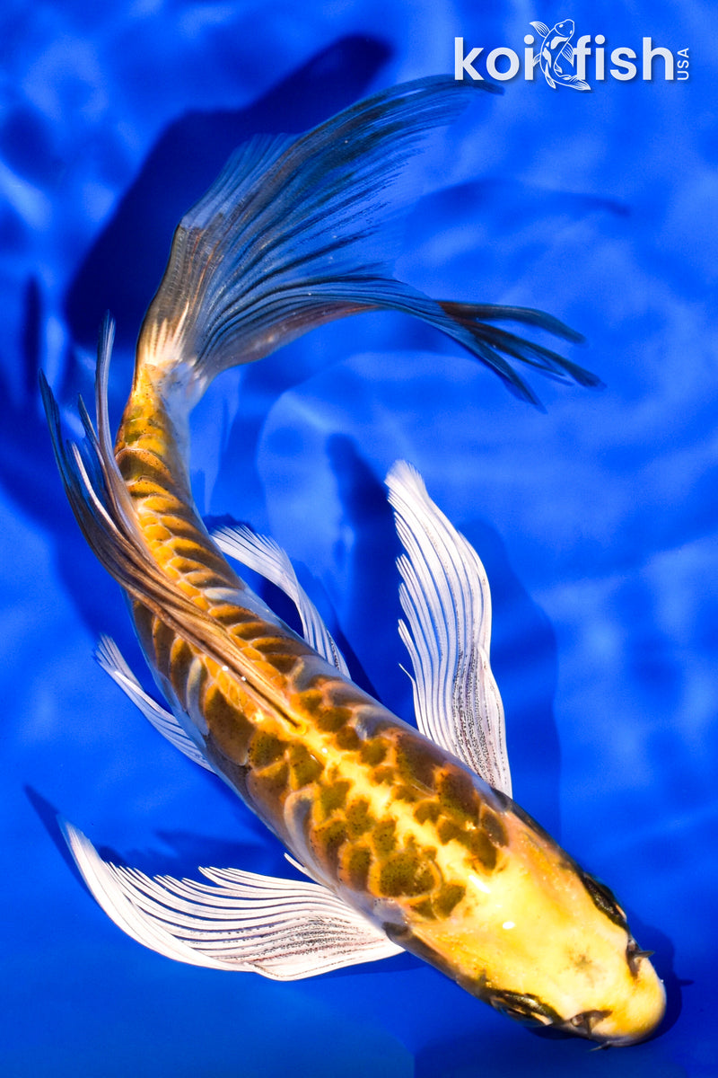 7.25" ARAGOKE KIN KIKOKURYU BUTTERFLY