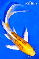 7.25" KUJAKU BUTTERFLY