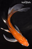 8" OCHIBA SHIGURE BUTTERFLY