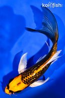 6.25" GINRIN ORENJI MATSUBA BUTTERFLY