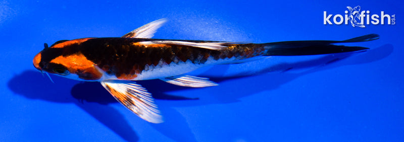 5" KUJAKU BUTTERFLY