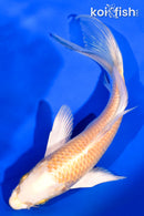 6.5" YAMABUKI OGON BUTTERFLY