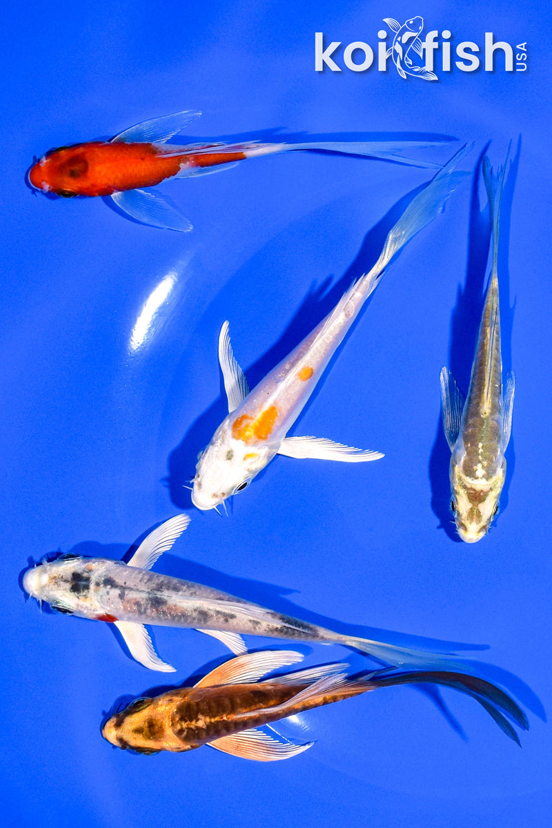 PACK OF (5) 4-5" BUTTERFLY KOI