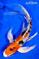 8.25" YAMATO NISHIKI BUTTERFLY