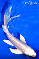 5.75" DOITSU PLATINUM OGON BUTTERFLY