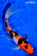 7.5" SANKE BUTTERFLY