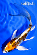 5.75" DOITSU KUJAKU BUTTERFLY