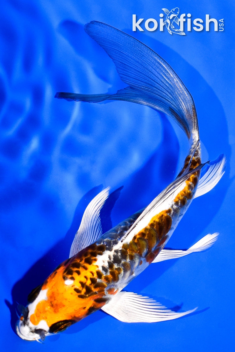 5.75" DOITSU KUJAKU BUTTERFLY