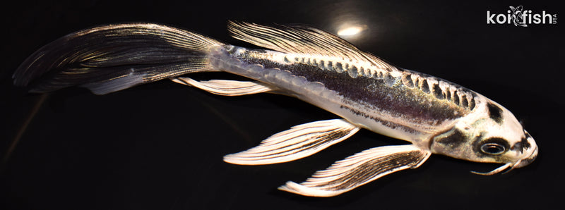 7" KIKOKURYU BUTTERFLY