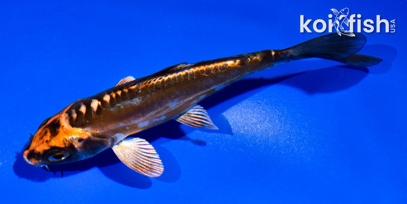 4.5" BENI KIKOKURYU