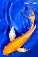 5.75" ORENJI OGON BUTTERFLY