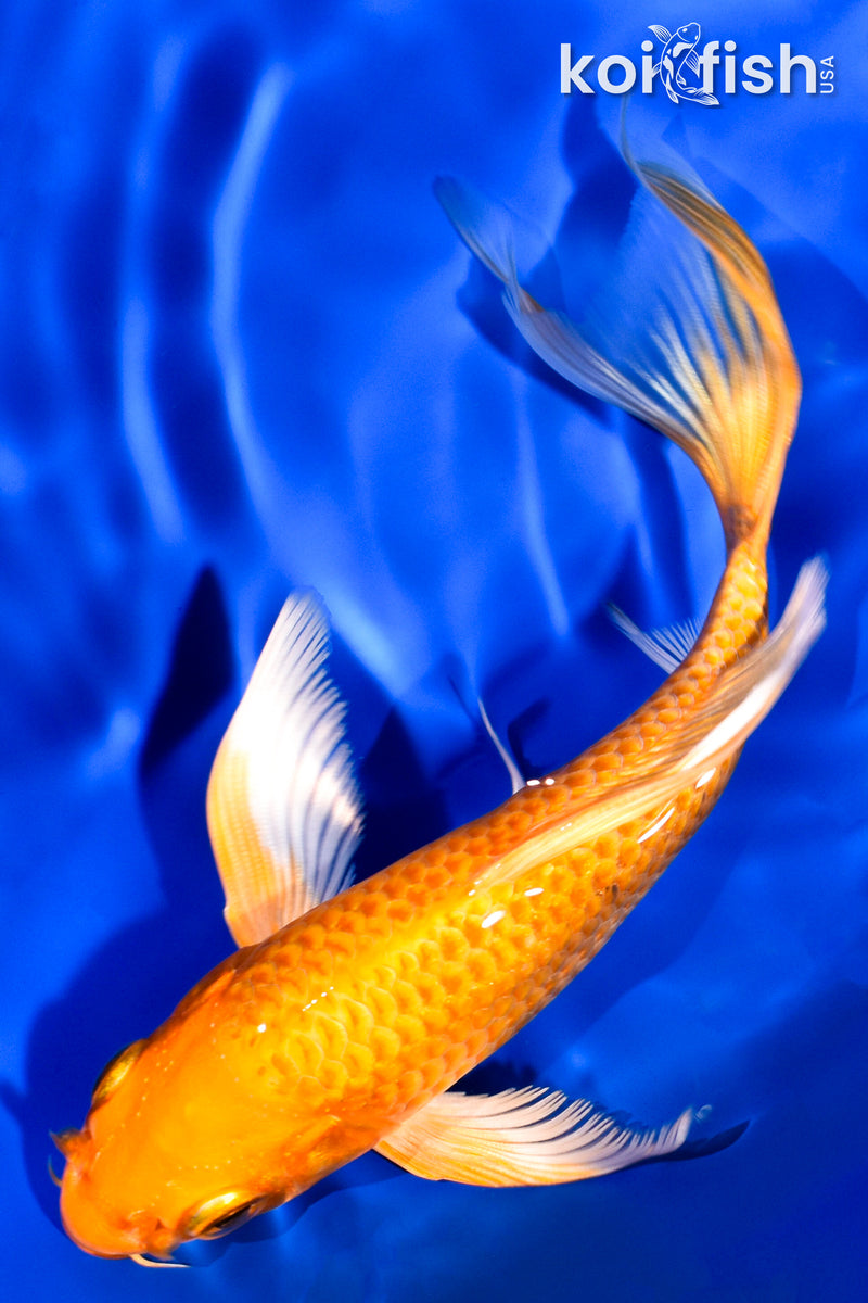5.75" ORENJI OGON BUTTERFLY