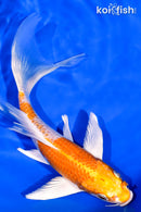 7" HARIWAKE BUTTERFLY