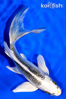 5.75" GIN MATSUBA BUTTERFLY