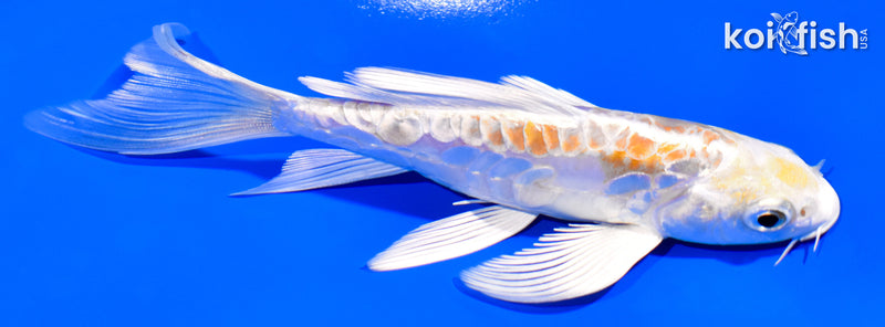 5.25" DOITSU HARIWAKE BUTTERFLY