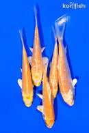 PACK OF (5) 3-4" STANDARD KOI