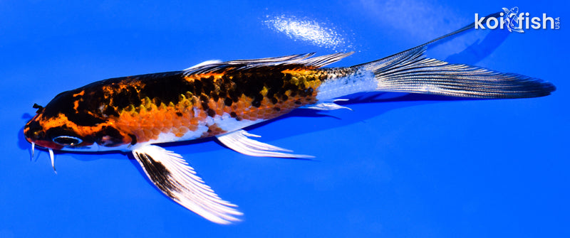 5.25" YAMATO NISHIKI BUTTERFLY