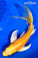 7.25" YAMABUKI OGON BUTTERFLY