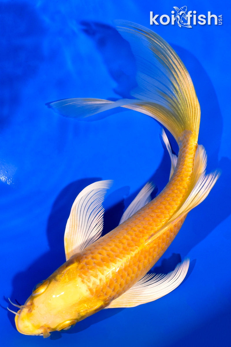 7.25" YAMABUKI OGON BUTTERFLY