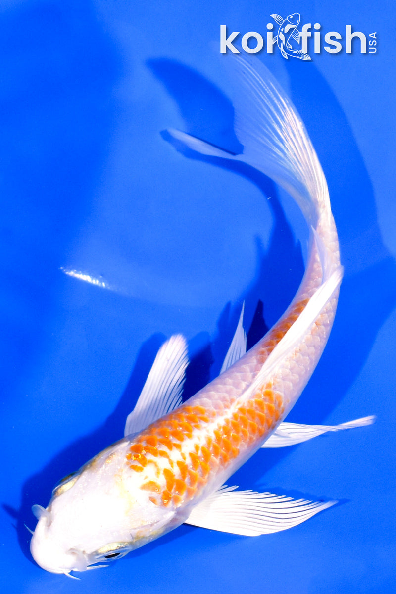 5.25" HARIWAKE BUTTERFLY
