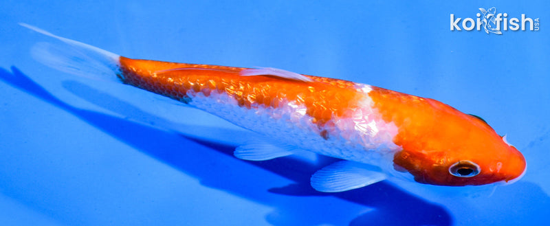 5" GINRIN KOHAKU