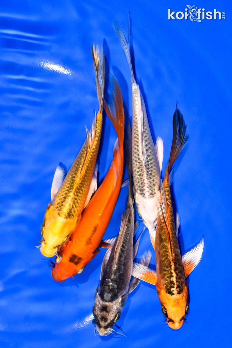 PACK OF (5) 5-6" BUTTERFLY KOI