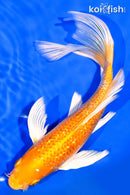 8.25" GINRIN HARIWAKE BUTTERFLY