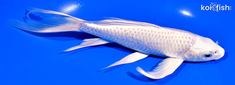 7.5" PLATINUM OGON BUTTERFLY