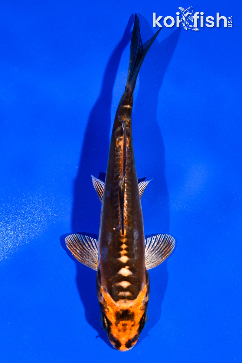 4.5" BENI KIKOKURYU