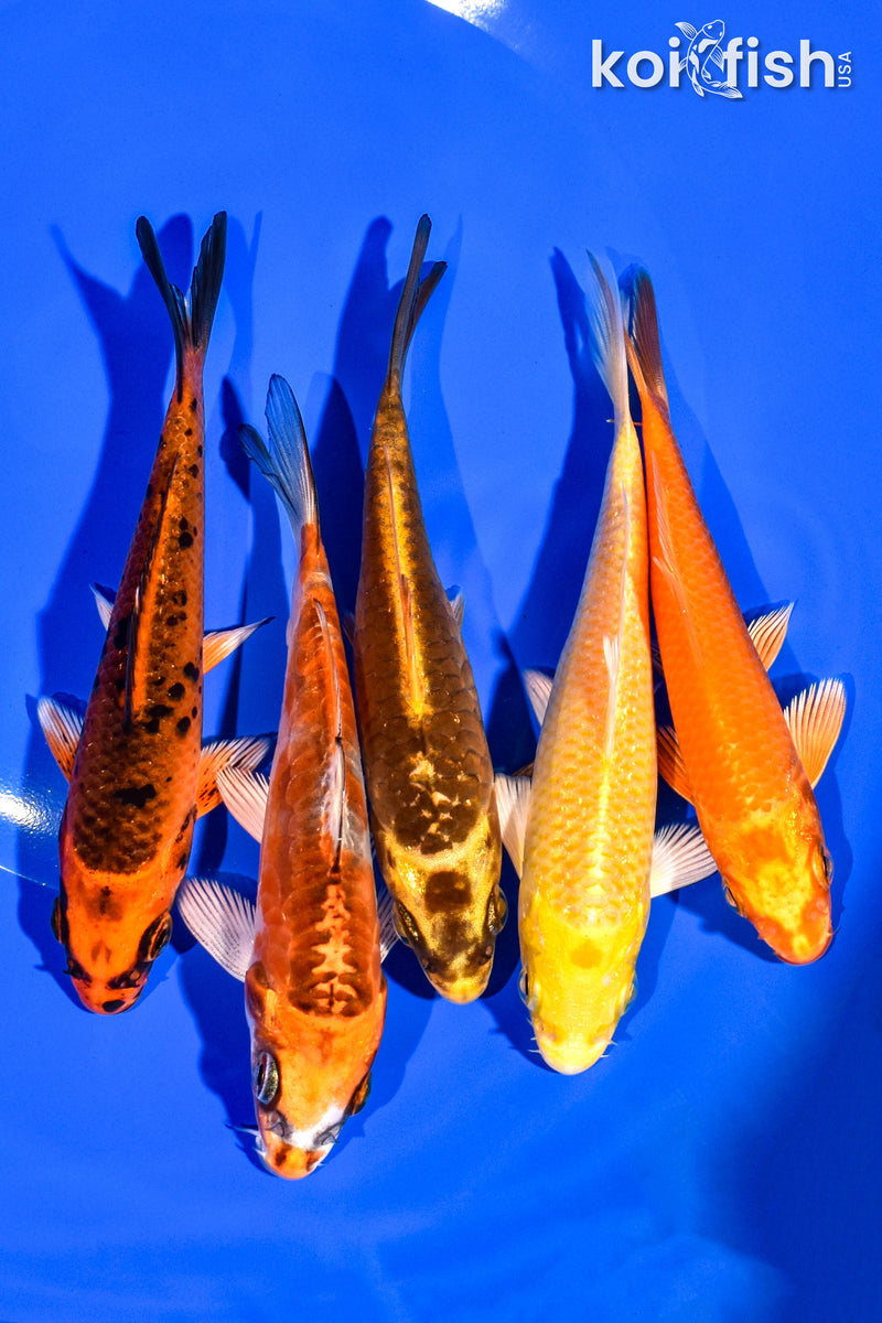 PACK OF (5) 4-5" STANDARD KOI